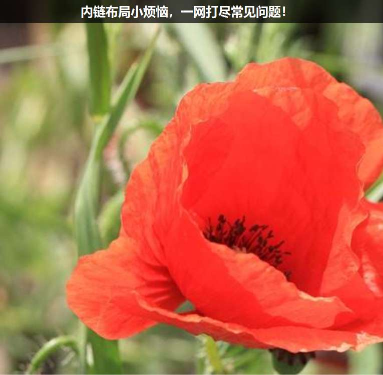 內(nèi)鏈布局小煩惱,一網(wǎng)打盡常見問題!